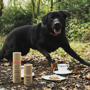 Jeremy the black dog of Black Dog Teas